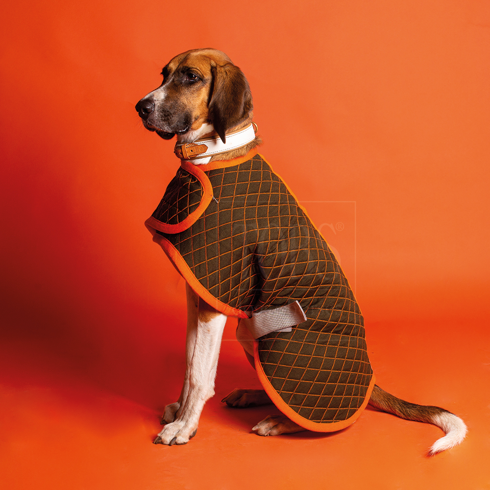Dog Coat green