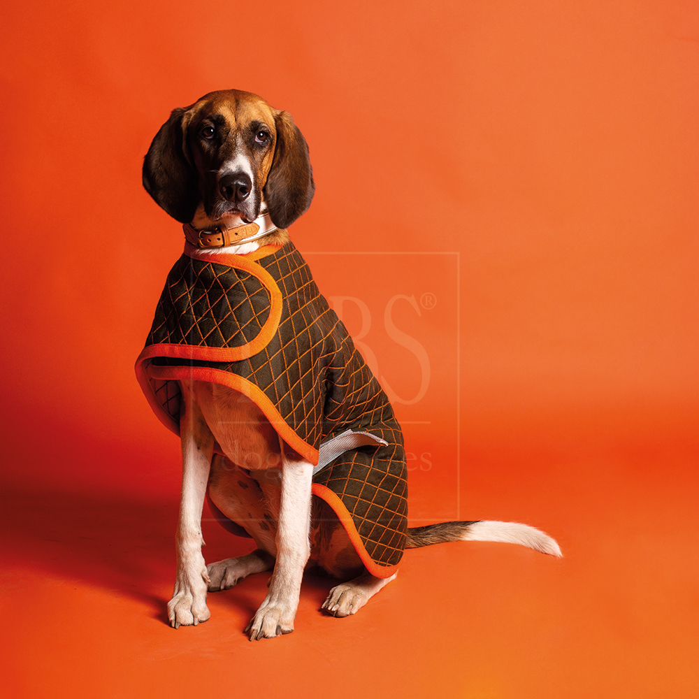 Dog Coat green