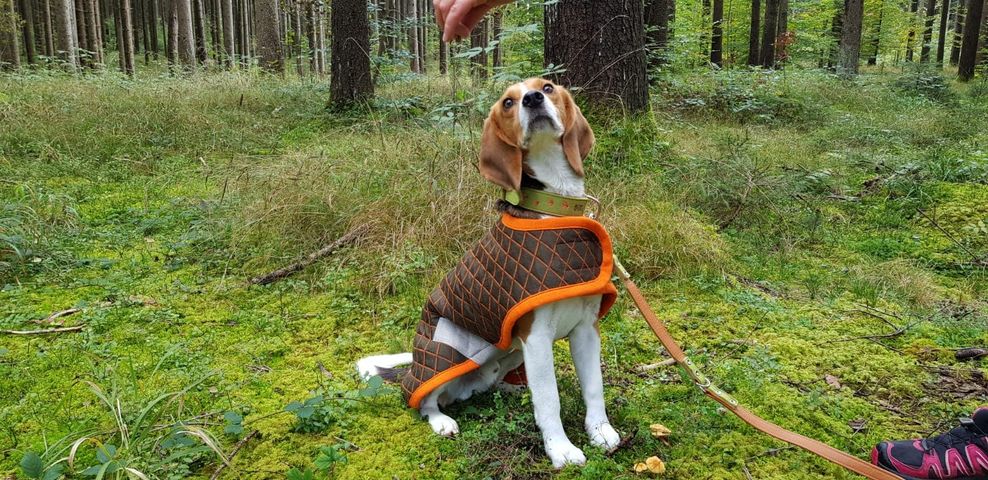 Dog Coat green